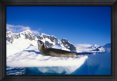Framed Antarctica, Boothe Island, Leopard Seal, iceberg Print
