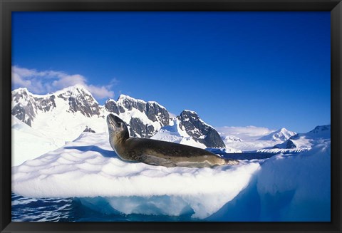 Framed Antarctica, Boothe Island, Leopard Seal, iceberg Print