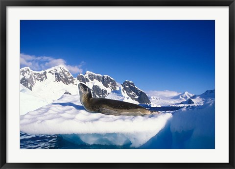 Framed Antarctica, Boothe Island, Leopard Seal, iceberg Print