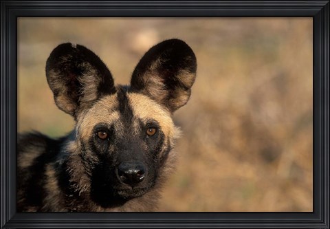 Framed Botswana, Chobe NP, African Wild Dog, Savuti Marsh Print