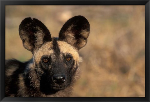 Framed Botswana, Chobe NP, African Wild Dog, Savuti Marsh Print