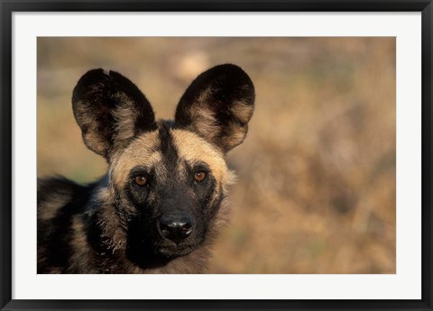 Framed Botswana, Chobe NP, African Wild Dog, Savuti Marsh Print