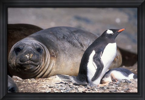Framed Gentoo Penguin&#39;s Nest By Elephant Seals, Hannah Point, Livingston Island, Antarctica Print