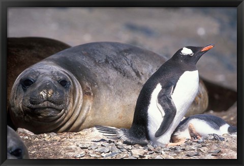 Framed Gentoo Penguin&#39;s Nest By Elephant Seals, Hannah Point, Livingston Island, Antarctica Print