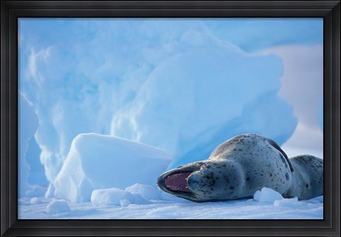 Framed Antarctica, Boothe Isl, Lemaire Channel, Leopard Seal Print