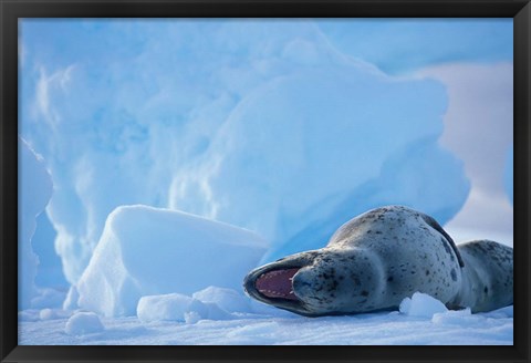 Framed Antarctica, Boothe Isl, Lemaire Channel, Leopard Seal Print