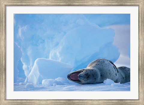 Framed Antarctica, Boothe Isl, Lemaire Channel, Leopard Seal Print