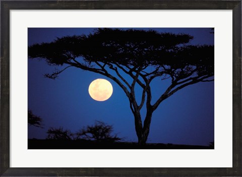 Framed Acacia Tree in Moonlight, Tarangire, Tanzania Print