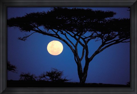Framed Acacia Tree in Moonlight, Tarangire, Tanzania Print