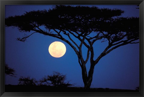 Framed Acacia Tree in Moonlight, Tarangire, Tanzania Print