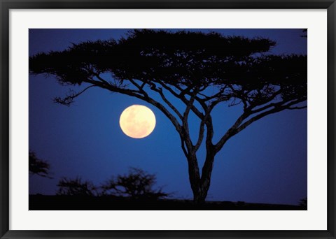 Framed Acacia Tree in Moonlight, Tarangire, Tanzania Print