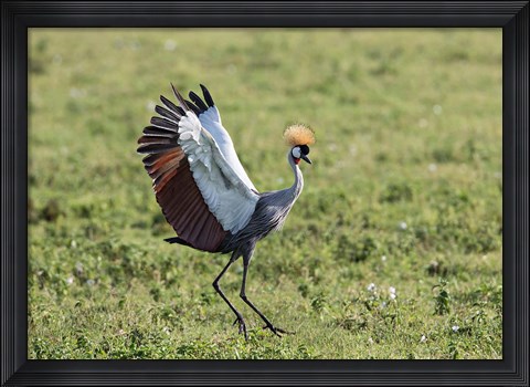 Framed Africa, Tanzania, Ngorongoro Crater. Grey Crowned Crane dancing. Print