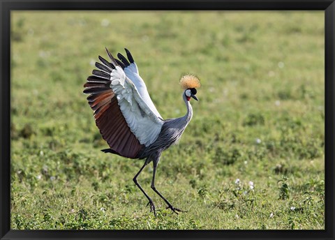 Framed Africa, Tanzania, Ngorongoro Crater. Grey Crowned Crane dancing. Print