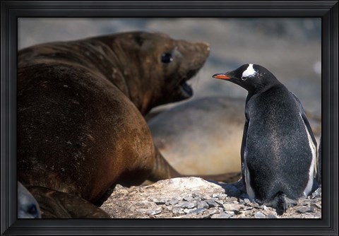 Framed Antarctica, Livingston Island, Gentoo penguin Print