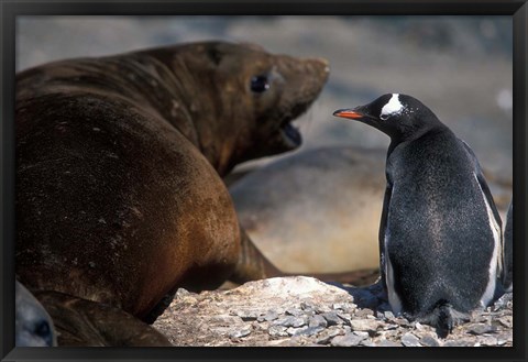 Framed Antarctica, Livingston Island, Gentoo penguin Print