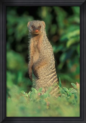 Framed Botswana, Chobe NP, Banded Mongoose river bank Print