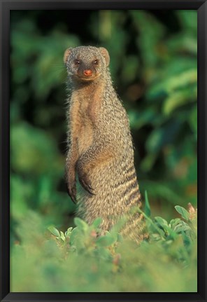 Framed Botswana, Chobe NP, Banded Mongoose river bank Print