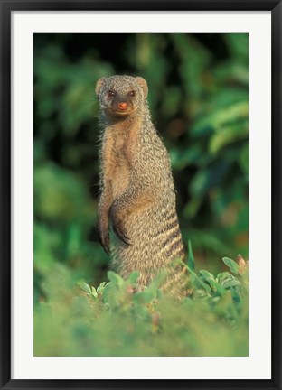 Framed Botswana, Chobe NP, Banded Mongoose river bank Print