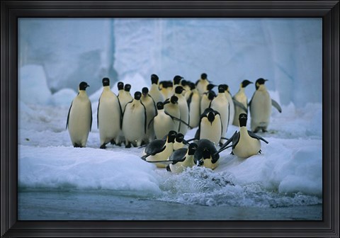 Framed Emperor Penguins, Cape Roget, Ross Sea, Antarctica Print