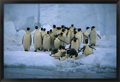 Framed Emperor Penguins, Cape Roget, Ross Sea, Antarctica Print