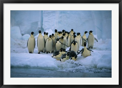 Framed Emperor Penguins, Cape Roget, Ross Sea, Antarctica Print