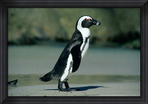 Framed African Penguin, Cape Peninsula, South Africa Print