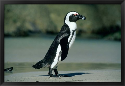 Framed African Penguin, Cape Peninsula, South Africa Print