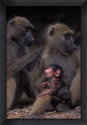 Framed Botswana, Chobe NP, Chacma Baboon primate, Chobe River Print