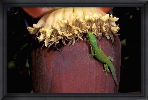 Framed Day Gecko, Ranamofana, Madagascar Print