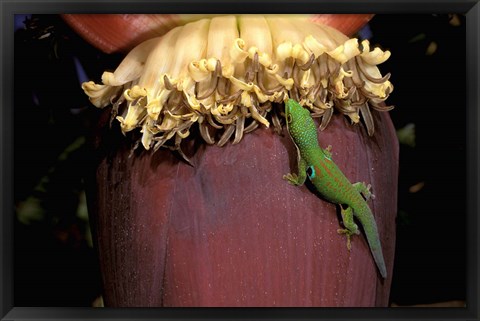 Framed Day Gecko, Ranamofana, Madagascar Print