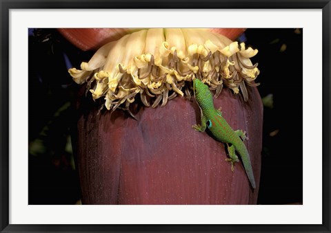 Framed Day Gecko, Ranamofana, Madagascar Print