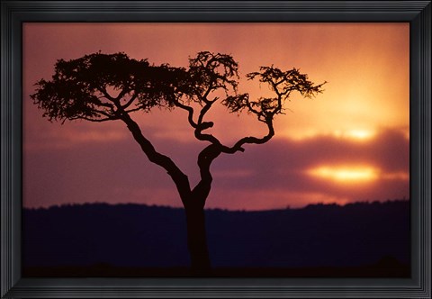Framed Acacia Tree as Storm Clears, Masai Mara Game Reserve, Kenya Print