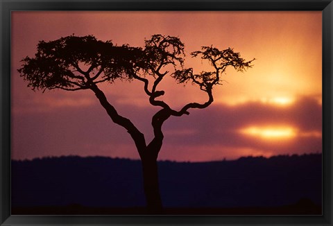 Framed Acacia Tree as Storm Clears, Masai Mara Game Reserve, Kenya Print