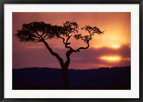 Framed Acacia Tree as Storm Clears, Masai Mara Game Reserve, Kenya Print