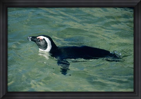 Framed African Penguin swimming, Cape Peninsula, South Africa Print