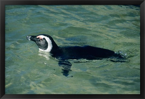 Framed African Penguin swimming, Cape Peninsula, South Africa Print