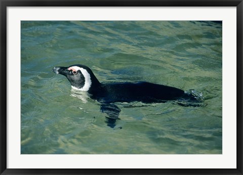 Framed African Penguin swimming, Cape Peninsula, South Africa Print