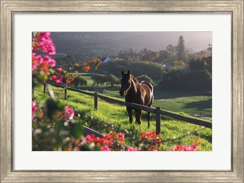Framed Constantia Winery, Cape Town, South Africa Print