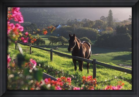 Framed Constantia Winery, Cape Town, South Africa Print