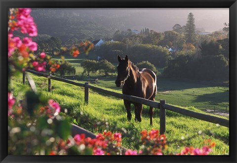 Framed Constantia Winery, Cape Town, South Africa Print