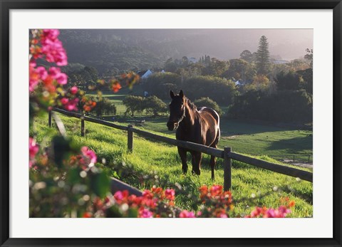 Framed Constantia Winery, Cape Town, South Africa Print