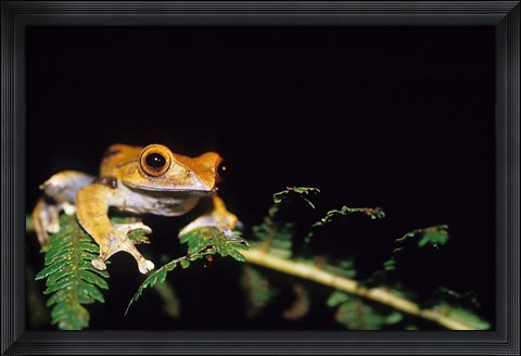 Framed Frog in the Analamazaotra National Park, Madagascar Print
