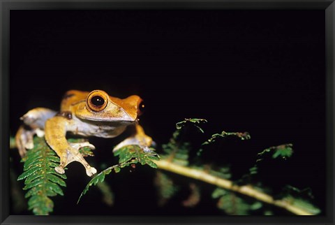 Framed Frog in the Analamazaotra National Park, Madagascar Print