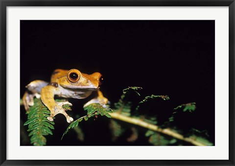 Framed Frog in the Analamazaotra National Park, Madagascar Print