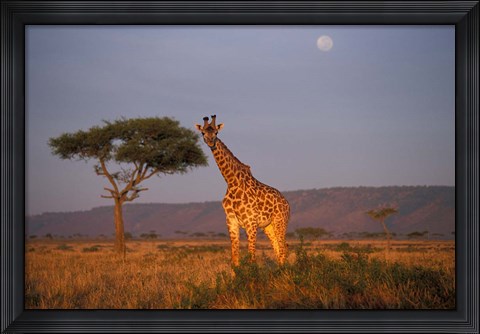 Framed Giraffe Feeding on Savanna, Masai Mara Game Reserve, Kenya Print