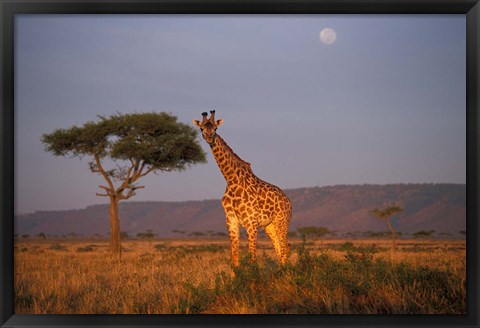 Framed Giraffe Feeding on Savanna, Masai Mara Game Reserve, Kenya Print