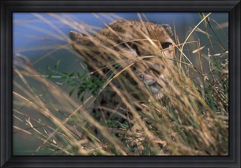 Framed Cheetah Resting on Savanna, Masai Mara Game Reserve, Kenya Print