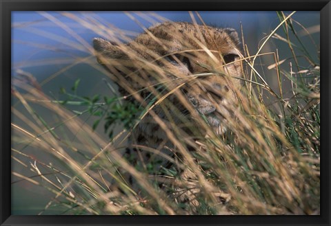 Framed Cheetah Resting on Savanna, Masai Mara Game Reserve, Kenya Print