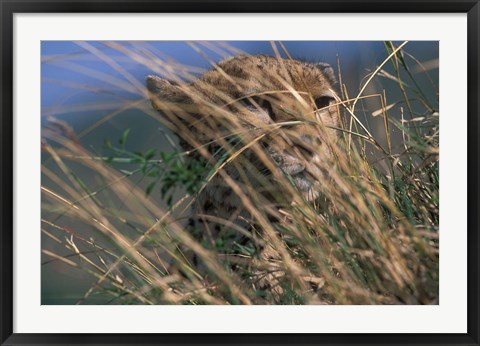 Framed Cheetah Resting on Savanna, Masai Mara Game Reserve, Kenya Print