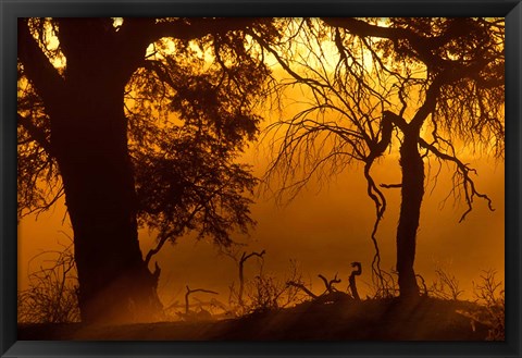 Framed Dust Hanging in Air, Auob River Bed, Kgalagadi Transfrontier Park, South Africa Print